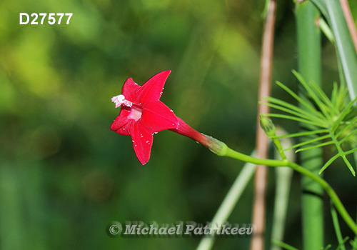 Cypress Vine (Ipomoea quamoclit)